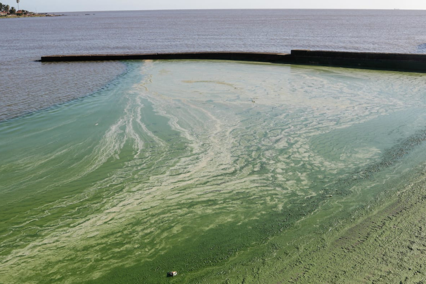 
La contaminación por cianobacterias en la playa de Carmelo es notable y provoca impactos en la salud y economía
