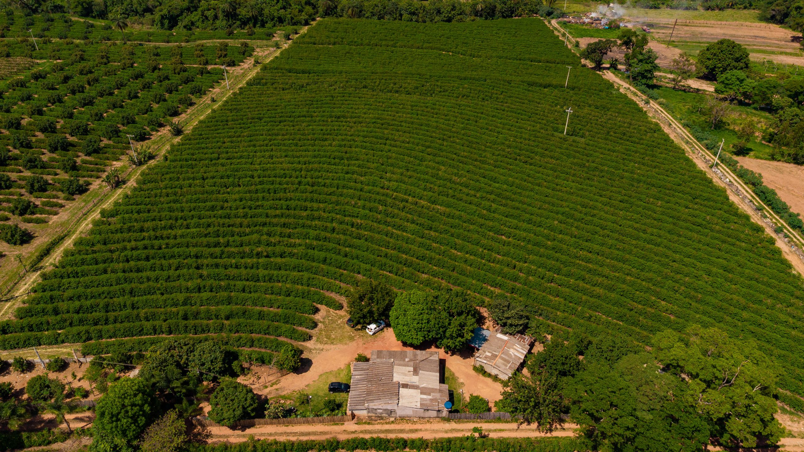 Vista aérea de uma plantação de café com fileiras organizadas de plantas verdes que formam padrões curvos. No centro inferior, há uma pequena estrutura de madeira e telhado simples, com algumas árvores ao redor. A área é cercada por uma estrada de terra e outras plantações.