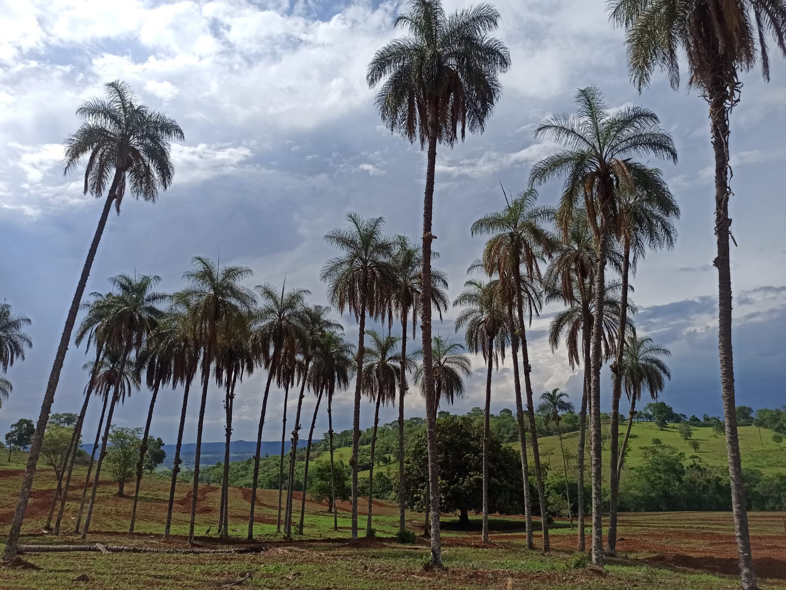 Fotografia de várias palmeiras altas e finas, espalhadas em um terreno rural com grama baixa e áreas de terra marrom. Ao fundo, há colinas verdes e árvores esparsas sob um céu parcialmente nublado, com nuvens brancas e cinzentas.