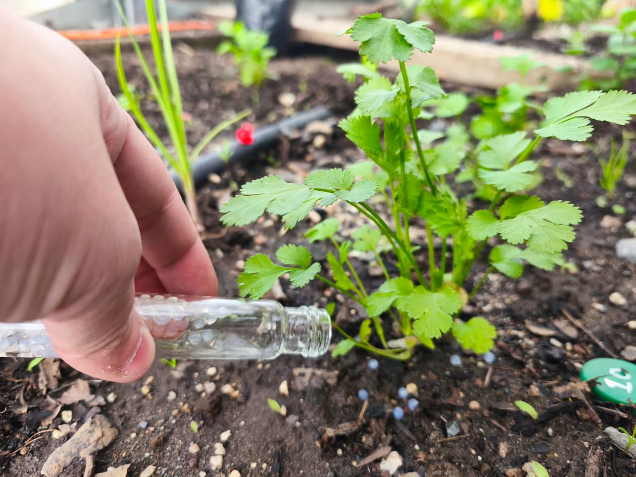 Aplicación de microcápsulas biofertilizantes en planta y muestras del proyecto escolar